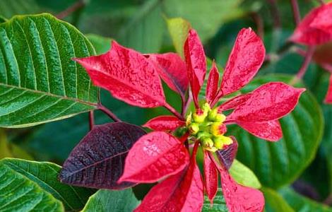 一品红的花语和传说（一品红又叫什么花）