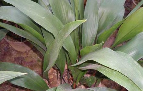 一叶兰叶子发黄怎么办（一叶兰整片叶子发黄是怎么回事）