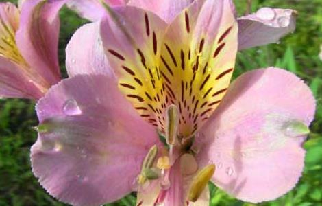 六出花的养殖方法 六出花的养殖方法和注意事项 水培