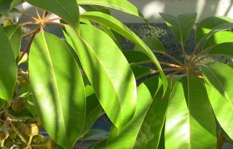 七叶莲的养殖方法和注意事项 七叶莲的养殖方法和注意事项 铁树怎么养