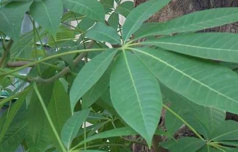 七叶树栽培技术（七叶树栽培技术要点）
