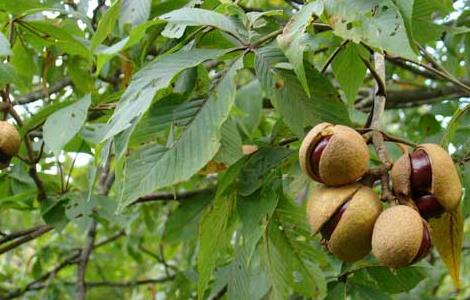 七叶树栽培技术