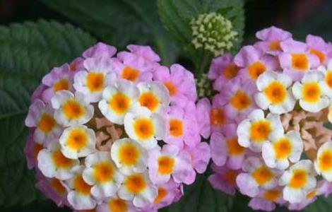 五色梅的养殖方法(五色梅的养殖方法的花期)