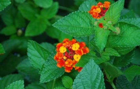 五色梅种子怎么种（五色梅种子怎么种容易发芽）