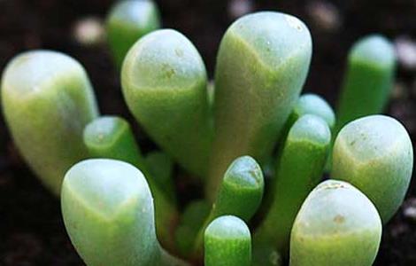 五十铃玉怎么养才好 五十铃玉怎么种