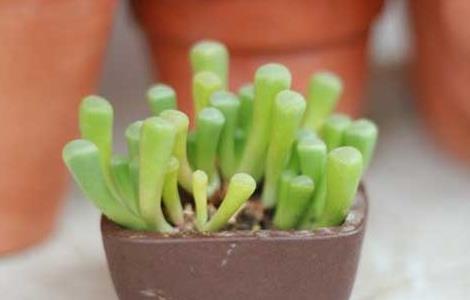 五十铃玉怎么养