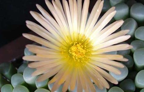 五十铃玉种子怎么种 五十铃玉繁殖方法