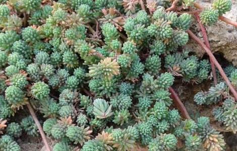 薄雪万年草养殖方法 薄雪万年草养殖方法视频