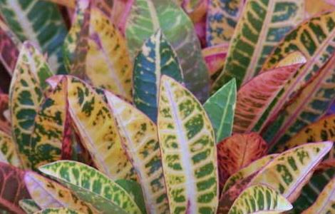 变叶木的养殖方法（变叶木的养殖方法和注意事项盆栽）