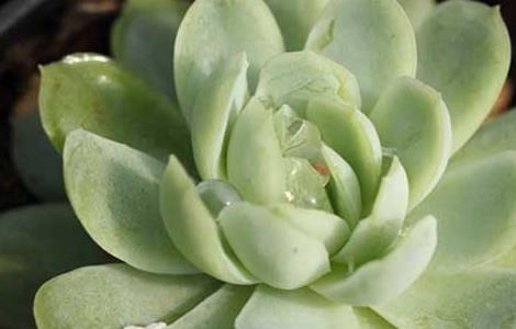 冰莓月影怎么养殖