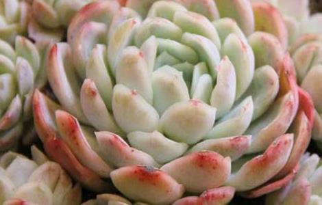 冰莓月影怎么养