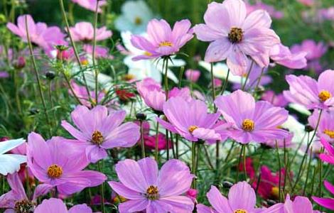 波斯菊种植方法