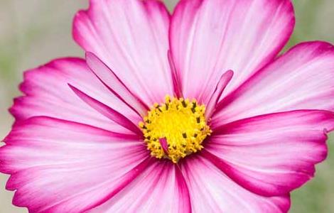 波斯菊种子怎么种(波斯菊种子怎么种植视频)