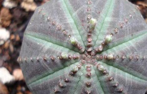 布纹球的养殖方法 布纹球怎么养