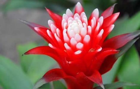 彩苞凤梨怎么养才好(彩苞凤梨怎么养才好养)