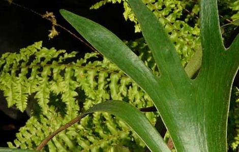 鹿角蕨的养殖方法（鹿角蕨的养殖方法和注意事项）