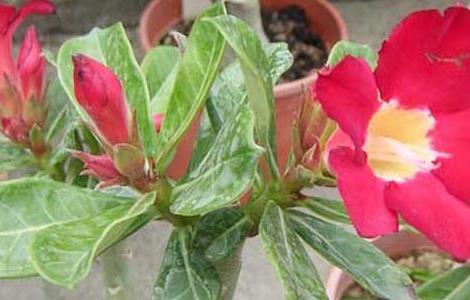 沙漠玫瑰有没有毒（沙漠玫瑰有没有毒性）