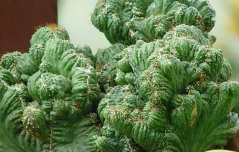 山影拳的养殖方法（山影拳夏季养殖方法）