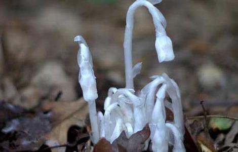 水晶兰的花语和传说（水晶兰的花语和传说故事）