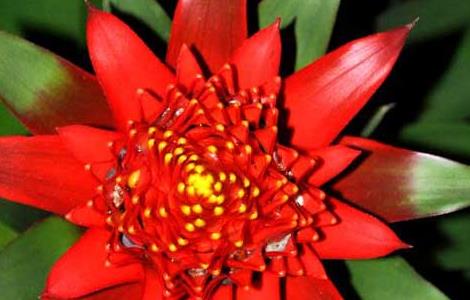 水塔花的养殖方法（水塔花的养殖方法和技术）