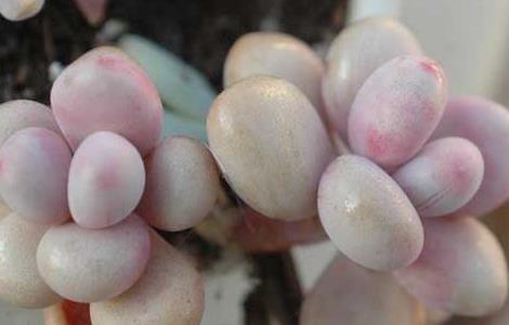 桃美人怎么养殖好 桃美人养殖的注意事项