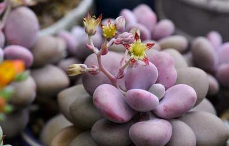 桃之卵怎么养殖好 桃之卵的养殖方法