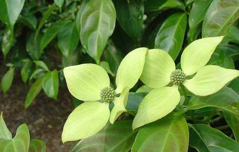 四照花的栽培技术 四照花种植方法