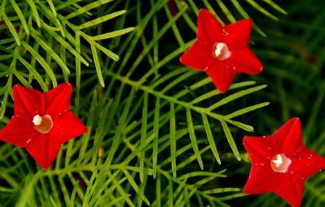 五角星花的养殖方法（五角星花的养殖方法和注意事项视频）