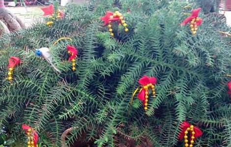 澳洲杉的养殖方法 澳洲杉的养殖方法和注意事项视频