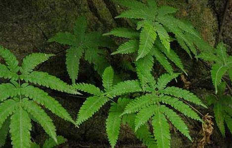 凤尾蕨的养殖方法（凤尾蕨的养殖方法视频）