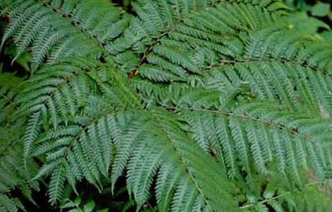 凤尾蕨的养殖方法