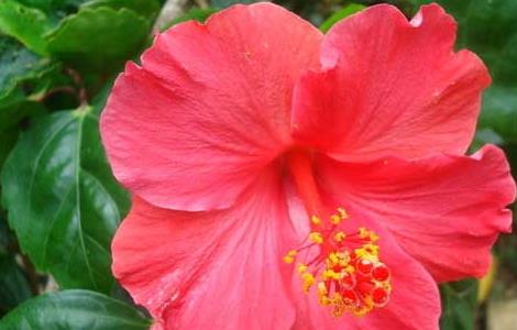 盆栽扶桑花怎么养(盆栽扶桑花怎么养活)