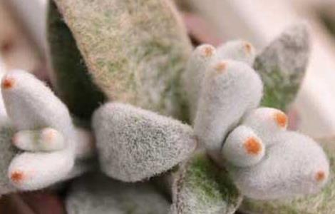 福兔耳的养殖方法 兔耳的养殖方法和注意事项