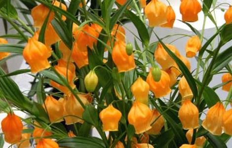 宫灯百合的养殖方法（宫灯百合的种植）