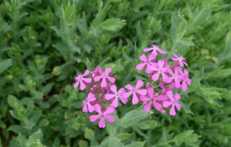 高雪轮的养殖方法 高雪轮和矮雪轮