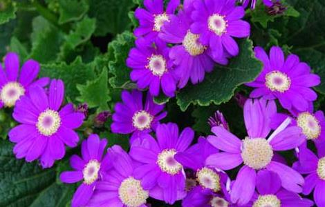 瓜叶菊的养殖方法 瓜叶菊的养殖方法和注意事项视频