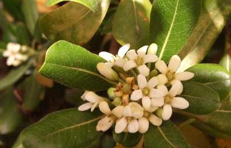 盆栽海桐的养殖方法 海桐盆栽怎么养