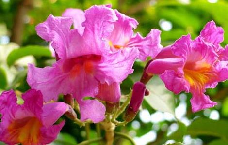 红花风铃木栽培技术(红花风铃木栽培技术视频)