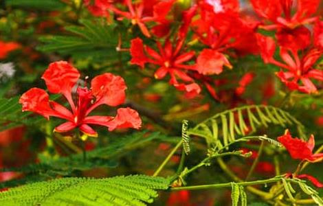 红花楹的栽培技术(红花楹的栽培技术视频)