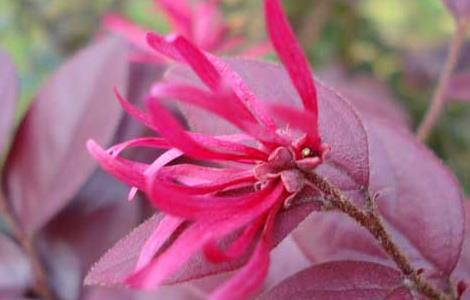 红花檵木盆景制作与养护 红花檵木盆景园