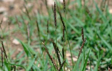 结缕草的种植技术（结缕草种子特点）