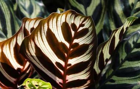 孔雀竹芋的养殖方法（孔雀竹芋怎么养才能更旺盛）