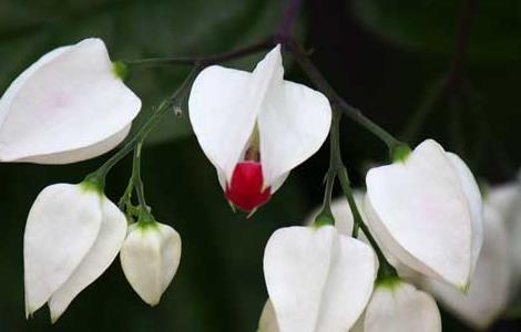 龙吐珠花怎么养才好（龙吐珠花怎样养）