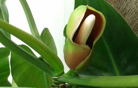 绿宝石的养殖方法 绿宝石的养殖方法有哪些