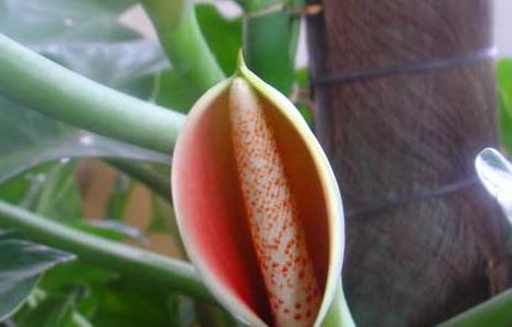 绿宝石的养殖方法