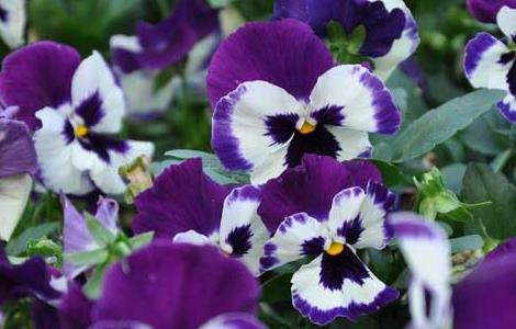 盆栽三色堇怎么养 盆栽三色堇怎么养殖