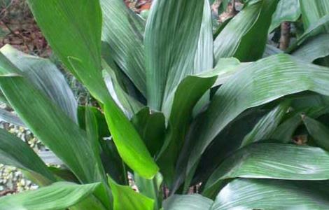 盆栽一叶兰怎么养（植物一叶兰怎么养）