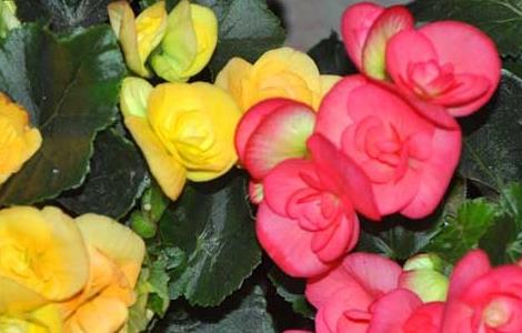 四季海棠的养殖方法（四季海棠花的养殖方法）