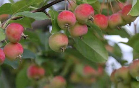 八棱海棠的栽培技术 八棱海棠种植方法和注意事项