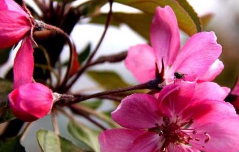 北美海棠的养殖方法（北美海棠的养殖方法有哪些）